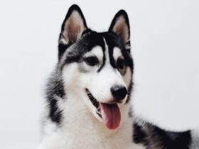 Husky Dog Price in India Under 500: What You Need to Know