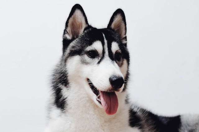 Husky Dog Price in India Under 500: What You Need to Know