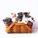 Top 10 Cat Breeds for Indoor Living: Finding the Perfect House Cat