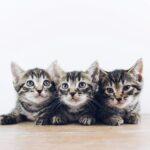 Kitten Feeding Schedule: From Newborn to 1 Year