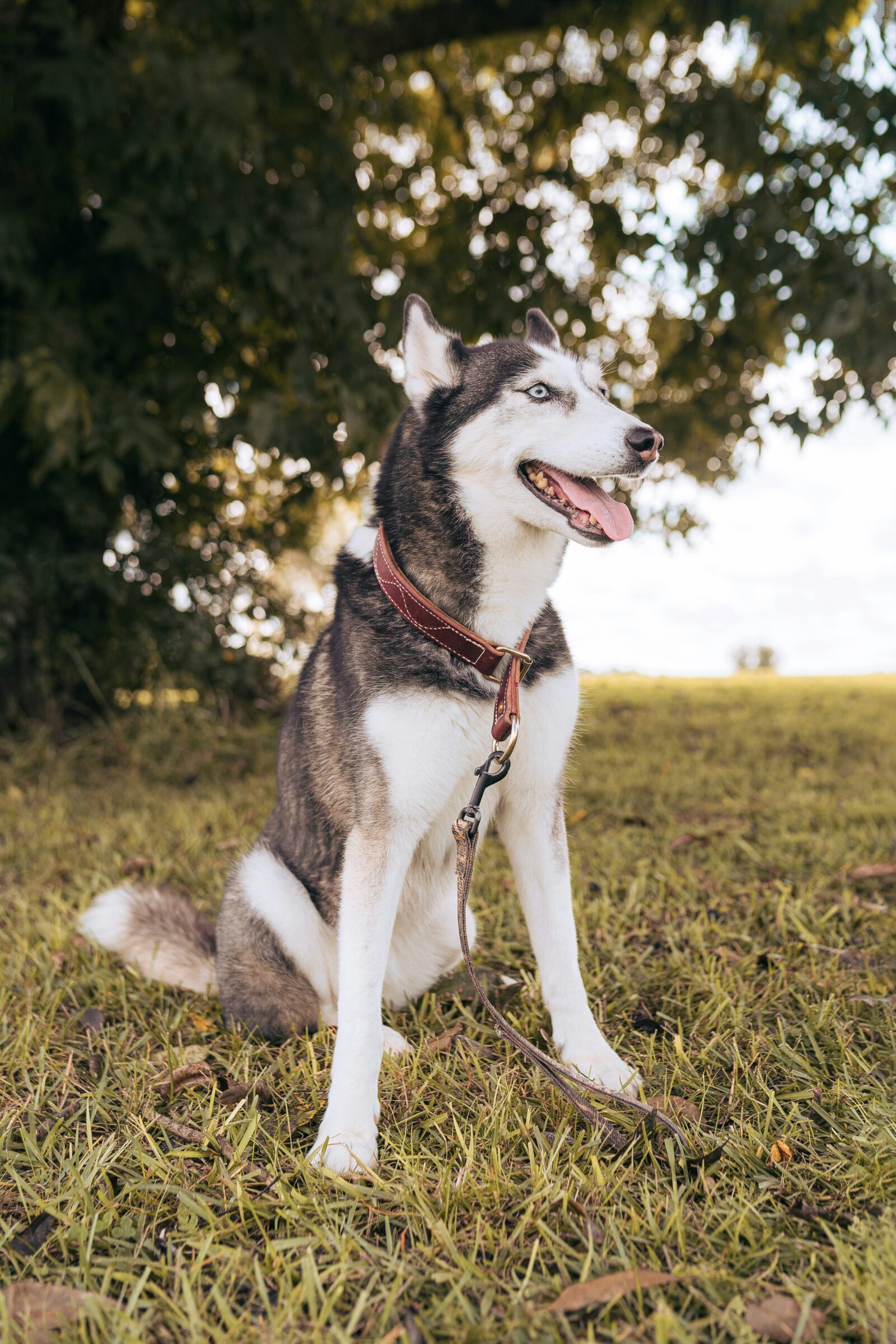 siberian dog price in india”.