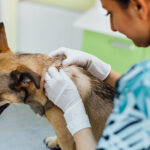 How to Prevent Kennel Cough in Dogs: Essential Tips for Pet Owners