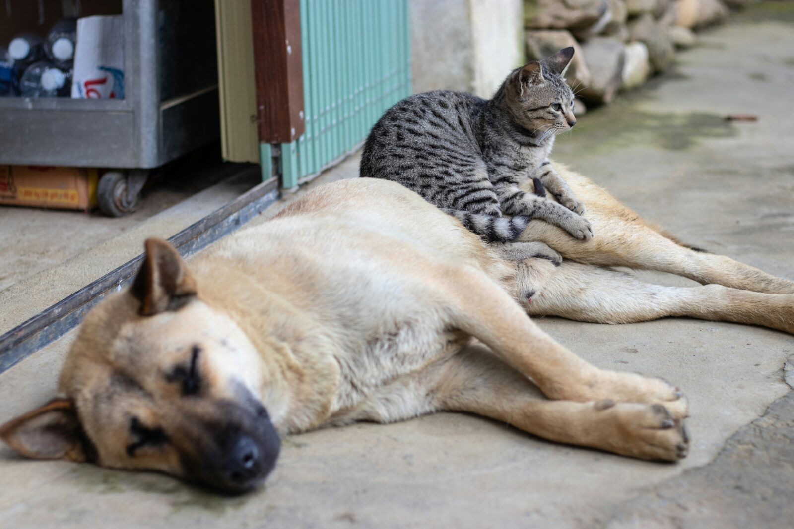 10 Essential Tips for Introducing Cats and Dogs to Each Other Successfully