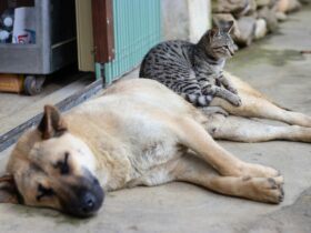 10 Essential Tips for Introducing Cats and Dogs to Each Other Successfully