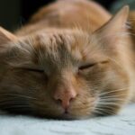 Feline Panleukopenia: How to Keep Your Cat Safe and Healthy