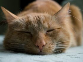 Feline Panleukopenia: How to Keep Your Cat Safe and Healthy