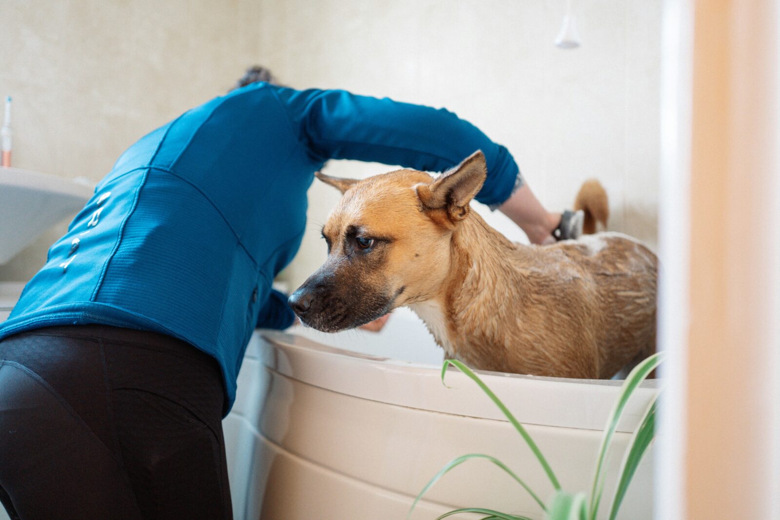 Why Your Dog Is at Risk for Diseases Until Proven Otherwise: Key Health Insights for Pet Owners