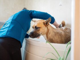 Why Your Dog Is at Risk for Diseases Until Proven Otherwise: Key Health Insights for Pet Owners