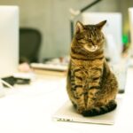 Cat-Friendly Home Office Working with Your Feline Companion