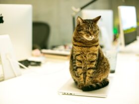 Cat-Friendly Home Office Working with Your Feline Companion