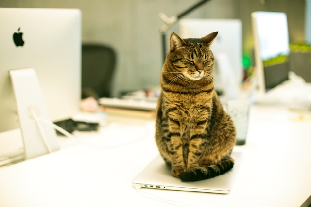 Cat-Friendly Home Office Working with Your Feline Companion