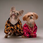 Cat and Dog Fashion Trends Stylish Outfits for Your Furry Friends