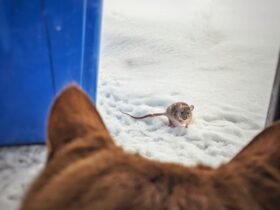 Dog vs. Mouse Exploring the Possibility of Friendship