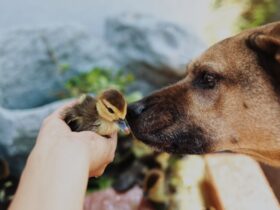 Feathers and Fur Exploring Friendship Between Dogs and Birds