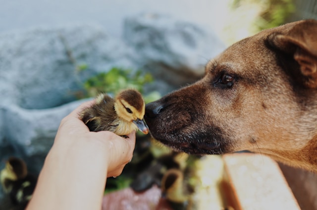 Feathers and Fur Exploring Friendship Between Dogs and Birds