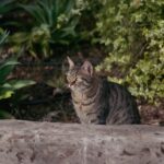 How to Design the Ultimate Outdoor Cat Enclosure Safety Meets Adventure