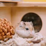 Introducing Dogs to Hamsters and Gerbils Essential Tips for Success