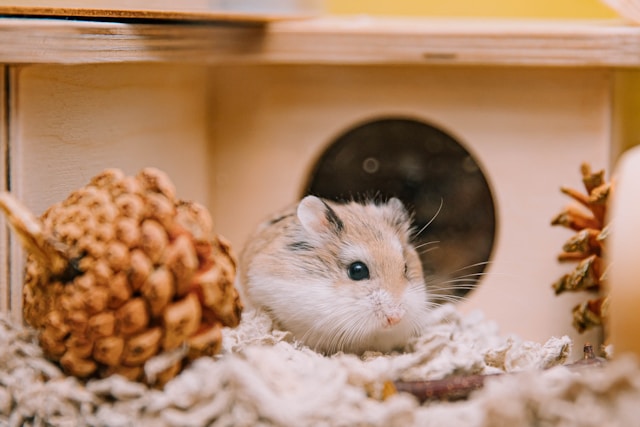 Introducing Dogs to Hamsters and Gerbils Essential Tips for Success