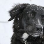 Pets Winter Care Guide Keeping Your Pets Warm and Safe