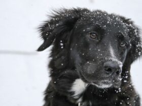 Pets Winter Care Guide Keeping Your Pets Warm and Safe