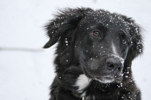 Pets Winter Care Guide Keeping Your Pets Warm and Safe