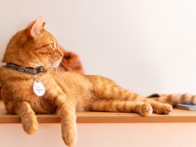 The Benefits of Cat Cafés Why They’re Great for Felines and Humans