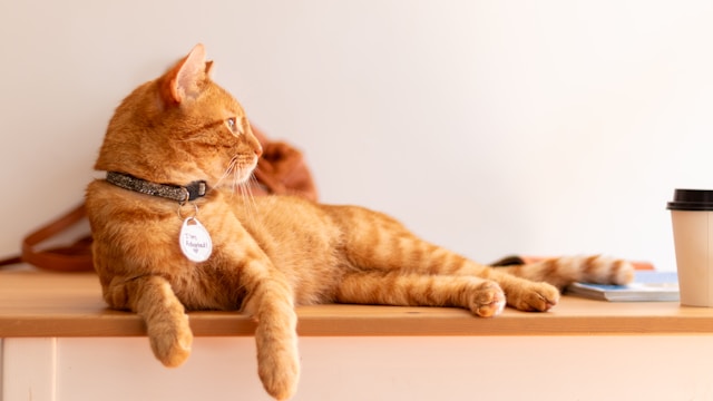 The Benefits of Cat Cafés Why They’re Great for Felines and Humans