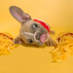 How to Create a Balanced Diet for Your Dog or Cat: Essential Nutrition Tips