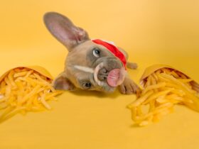 How to Create a Balanced Diet for Your Dog or Cat: Essential Nutrition Tips