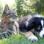 The Perfect Pair Essential Tips for Raising Dogs and Cats Together