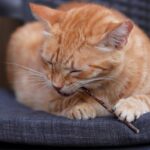 What to Know About Feline Herpesvirus (FHV-1): Symptoms, Treatment, and Prevention