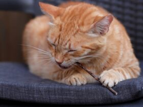 What to Know About Feline Herpesvirus (FHV-1): Symptoms, Treatment, and Prevention