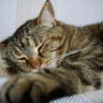 The Secret Science of Cat Dreams What They Be Dreaming About