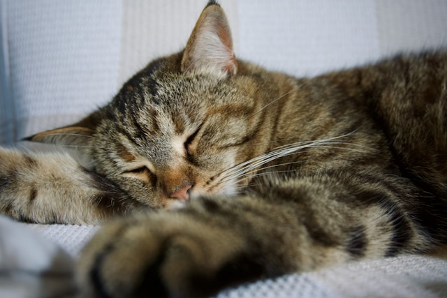 The Secret Science of Cat Dreams What They Be Dreaming About