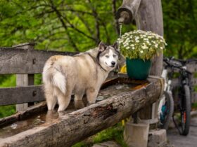 Dog and Cat