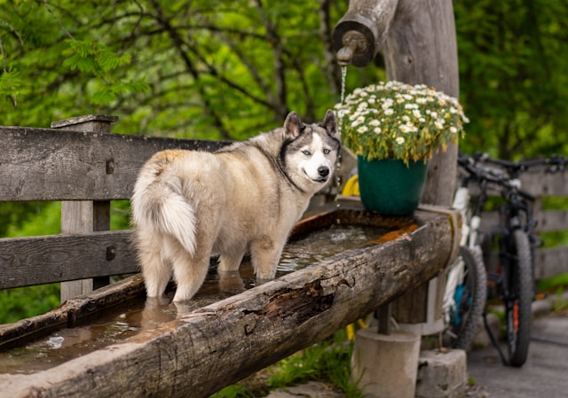 Dog and Cat