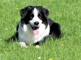 The Benefits of Tug-of-War Toys for Building a Stronger Bond with Your Dog