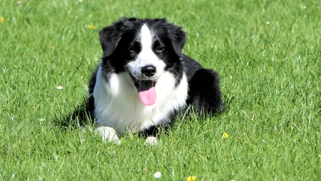 The Benefits of Tug-of-War Toys for Building a Stronger Bond with Your Dog