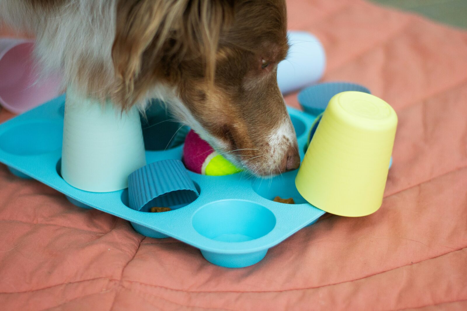 Best Toys for Senior Dogs: Keeping Older Pups Active and Happy