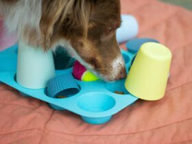 Best Toys for Senior Dogs: Keeping Older Pups Active and Happy