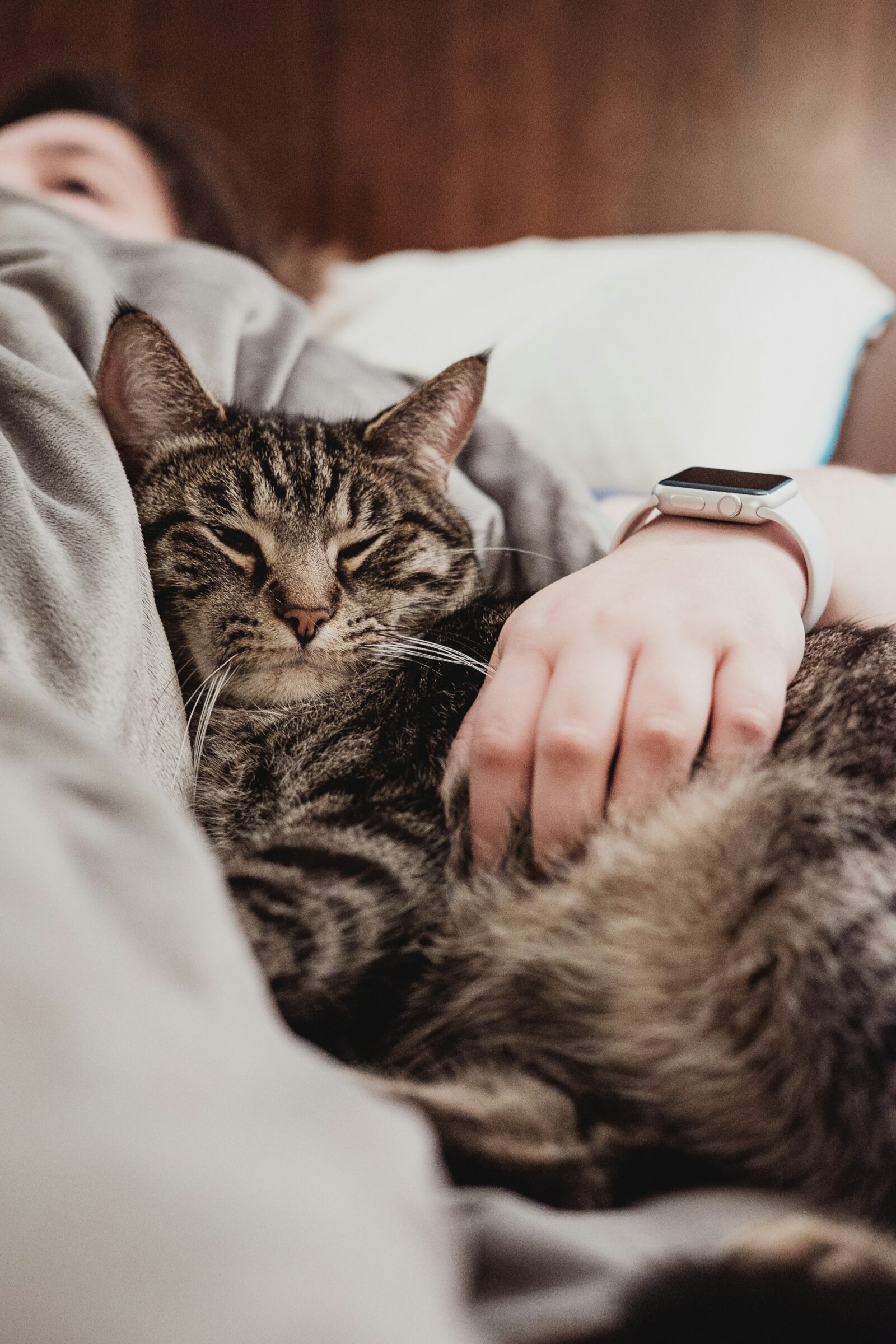 Why Do Cats Knead? Understanding This Feline Behavior.