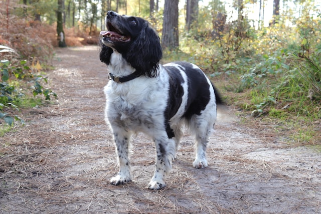 How to Train Your Dog to Stop Jumping on People: Effective Tips and Techniques