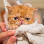 What is Feline Infectious Peritonitis (FIP)? Understanding Symptoms, Causes, and Treatment Options