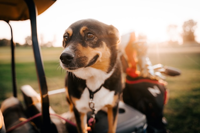 The Reality of Puppy Mills: Understanding Pet Shops and Fake Breeders