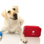 Pet First Aid: Essential Tips for Emergency Care for Your Dog or Cat