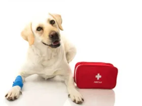 Pet First Aid: Essential Tips for Emergency Care for Your Dog or Cat