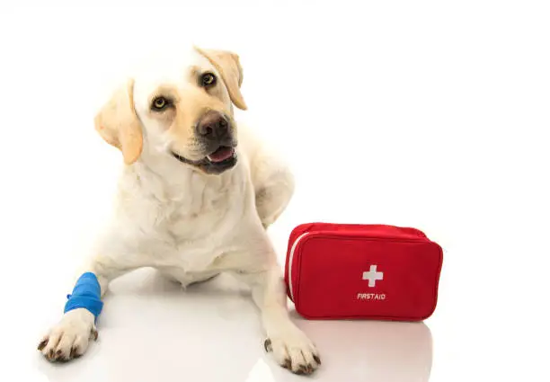 Pet First Aid: Essential Tips for Emergency Care for Your Dog or Cat