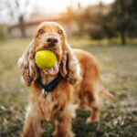 6 Golden Retriever Haircut Ideas That Are Both Cute and Practical