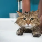 The Best Strategies for Bathing Your Cat Without Stress