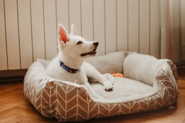 Pet Proofing Your Home: Essential Safety Tips for Dogs and Cats